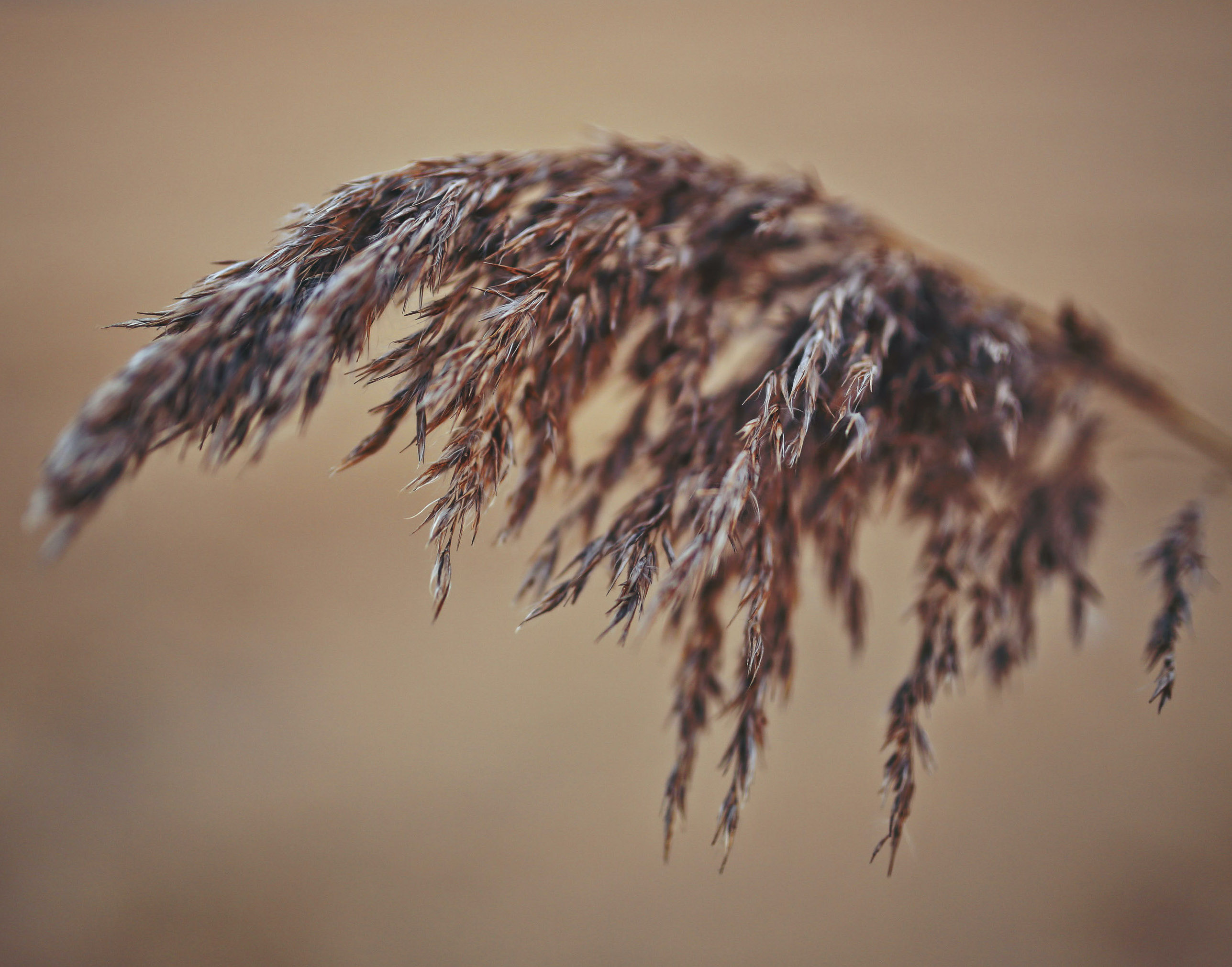 Reed